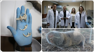 Türkiye'de kör köstebeğin 3 yeni türü keşfedildi