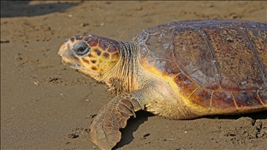 Loggerhead sea turtle swam nearly 5,000 km in 6 months