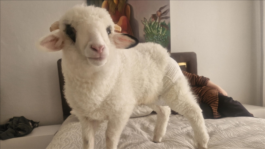 Familja blen qengj dhe e merr në shtëpi me kërkesë të djalit autik