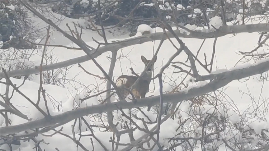 Çorum'da ormanlık alanda yiyecek arayan karacalar görüntülendi