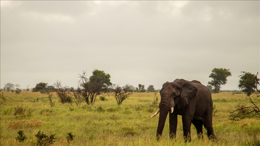 Güney Afrika'nın dünyaca ünlü Kruger Ulusal Parkı sel nedeniyle ziyarete kapatıldı