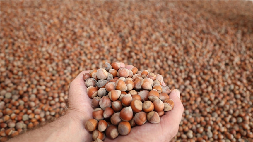 تركيا تجني 2.2 مليار دولار من صادرات البندق عام 2025