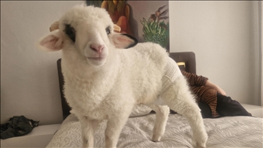 Familja blen qengj dhe e merr në shtëpi me kërkesë të djalit autik