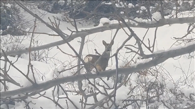 Çorum'da ormanlık alanda yiyecek arayan karacalar görüntülendi
