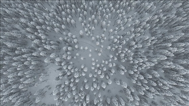 Ilgaz Dağı'nın karlı ormanları dron ile görüntülendi