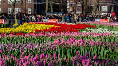 هولندا تحتفل باليوم الوطني لأزهار التوليب