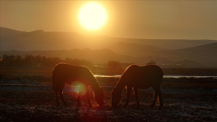 Hürmetçi Sazlığı'ndaki yılkı atları gün batımında dronla görüntülendi