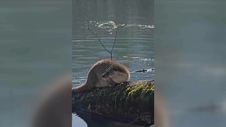 Yedigöller Milli Parkı'nda nesli tükenme tehlikesi altındaki su samuru görüntülendi
