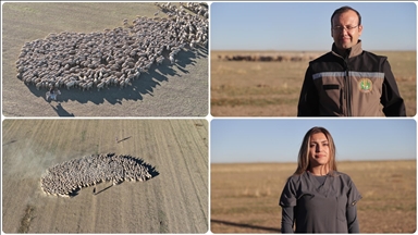 Malya Tarım İşletmesi yerli ırk koyun yetiştirerek hayvancılığa destek veriyor