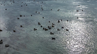Kızılırmak'taki yaban ördeği yoğunluğu dronla görüntülendi