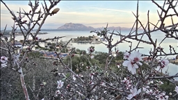 Datça'da badem ağaçları çiçek açtı