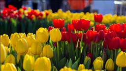 Hollanda'da "Ulusal Lale Günü" etkinliği yapıldı