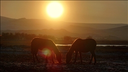 Hürmetçi Sazlığı'ndaki yılkı atları gün batımında dronla görüntülendi