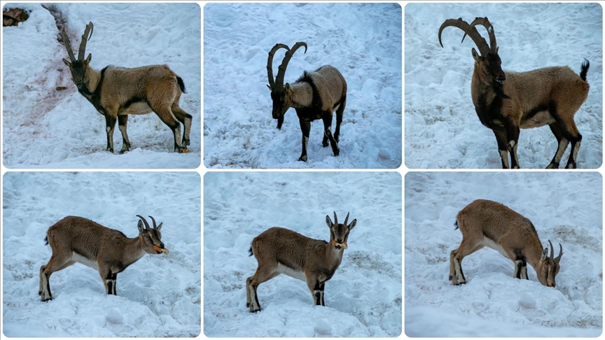 Adıyaman'da dağ keçileri için yem bırakıldı