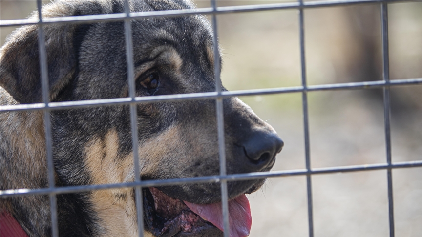 "دەتوانرێت سەگی پشدەر وەک سەگی پۆلیسیی و پشکێنەری ماددەی هۆشبەر بەکاربهێندرێت"