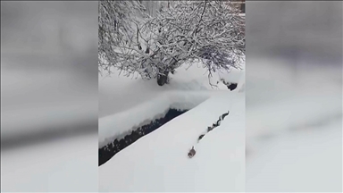 İmamın seslendiği kedilerin karda sıralı şekilde yürümesi görüntülendi