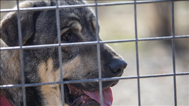 "دەتوانرێت سەگی پشدەر وەک سەگی پۆلیسیی و پشکێنەری ماددەی هۆشبەر بەکاربهێندرێت"