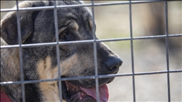 "دەتوانرێت سەگی پشدەر وەک سەگی پۆلیسیی و پشکێنەری ماددەی هۆشبەر بەکاربهێندرێت"
