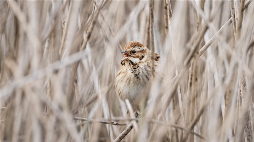 France : une étude établit un lien entre l’achat de pesticides et le déclin des oiseaux