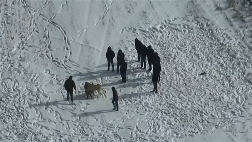 Nevşehir'de arazide köpek dövüştürenler drona yakalandı