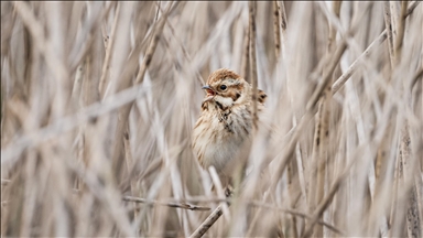 France : une étude établit un lien entre l’achat de pesticides et le déclin des oiseaux