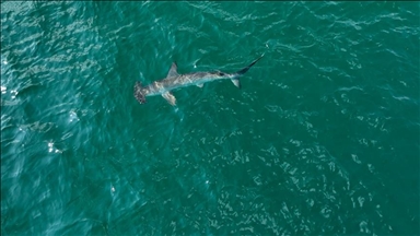 U četiri napada ajkula u 48 sati povrijeđeni plivači i surferi u istočnoj Australiji