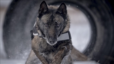 Erzurum'da eğitilen köpekler Doğu Anadolu'daki asayiş ve operasyonel görevlerde kullanılacak