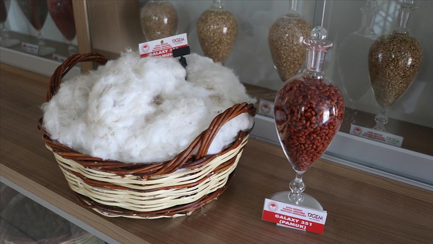 Adana'da adaptasyon yeteneği ve lif kalitesi yüksek yeni pamuk çeşidi geliştirildi