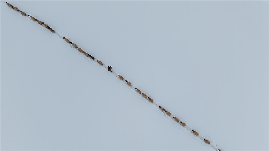 Bingöl Karlıova’da besicilerin kış mesaisi