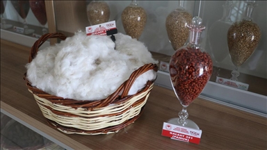 Adana'da adaptasyon yeteneği ve lif kalitesi yüksek yeni pamuk çeşidi geliştirildi