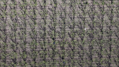 Zirai don riski için alınan doğru önlemler zararları azaltmaya yardımcı oluyor