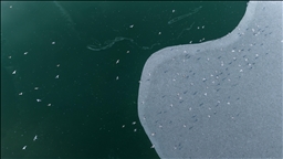 Battalgazi’de göletler buz tuttu, kuşların beslenmesi zorlaştı