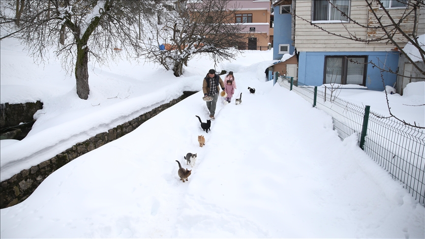 Kastamonu'da kar nedeniyle yiyecek bulamayan kedileri köy imamı besliyor