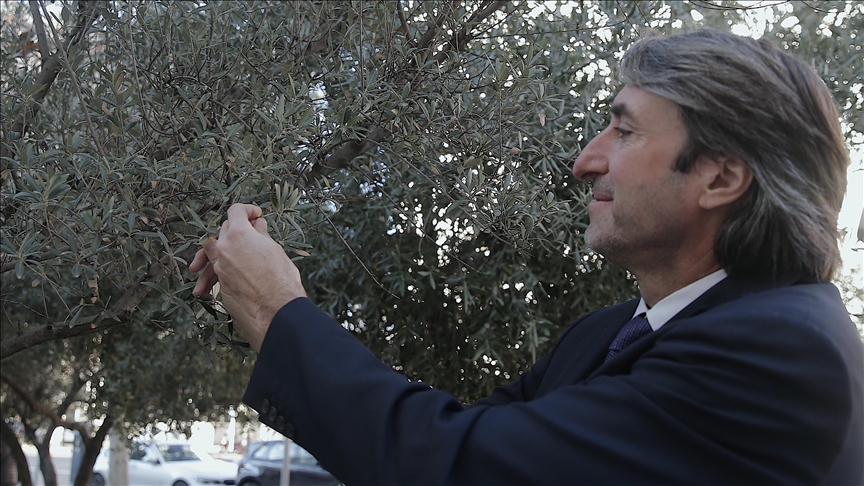 Türkiye, zeytin ve zeytinyağı üretiminde dünyada başaktör oldu