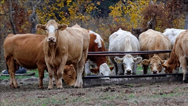 Yem sanayicileri ramazan ayı sonuna kadar fiyatları artırmama kararı aldı