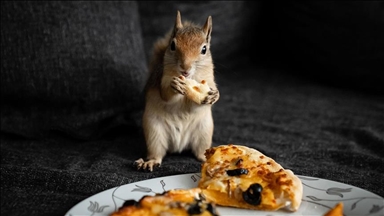  Малата верверичка Јода со помош на ветеринари се подготвува за живот во природна средина