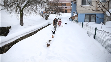 Kastamonu'da kar nedeniyle yiyecek bulamayan kedileri köy imamı besliyor