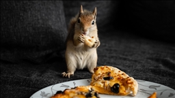 Sincap yavrusu "Yoda" veterinerler gözetiminde doğada hayatta kalmayı öğreniyor