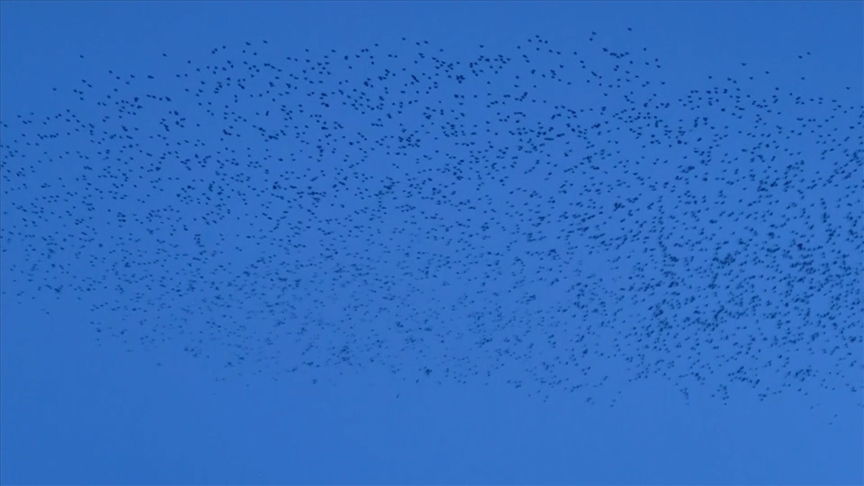 Ardahan'da çok sayıda kuşun aynı anda uçuşu güzel görüntüler oluşturdu