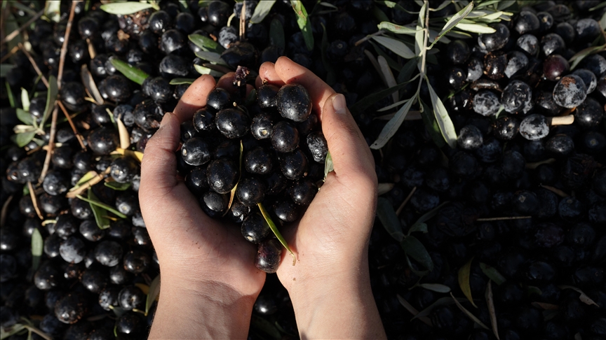 Türkiye becomes global key player in table olive, olive oil production