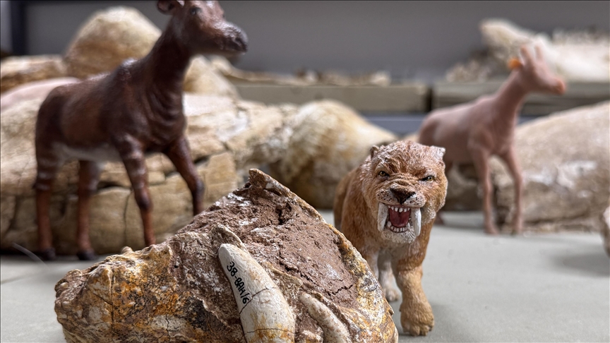 Turqi, realizohen miniatura nga fosilet gjigante të kafshëve të gjetura në Kayseri