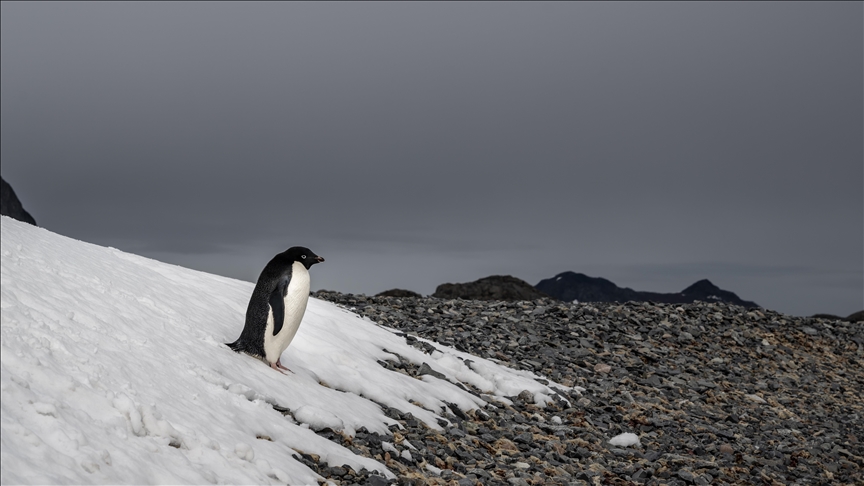 Antarktika'daki penguenlerin üreme dönemi iklim değişikliğiyle erkene kaydı