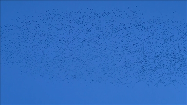 Ardahan'da çok sayıda kuşun aynı anda uçuşu güzel görüntüler oluşturdu