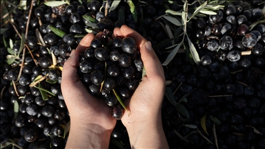 Türkiye becomes global key player in table olive, olive oil production