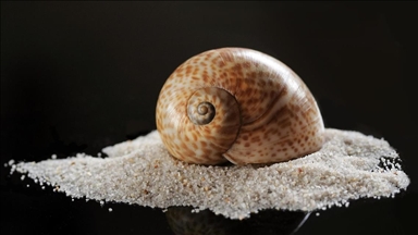 Deniz salyangozu ihracatı 2025'te 20,9 milyon doları aştı