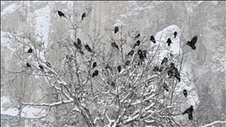 Aralık'ta en düşük sıcaklık Van'da en yüksek sıcaklık Hatay'da ölçüldü