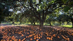 Narenciyenin gen merkezindeki "Turunç Yolu" görsel şölen sunuyor