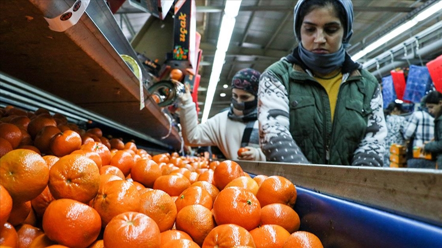 Narenciye ihracatı 2025'te Türkiye'ye 1 milyar 477 milyon 58 bin dolar kazandırdı