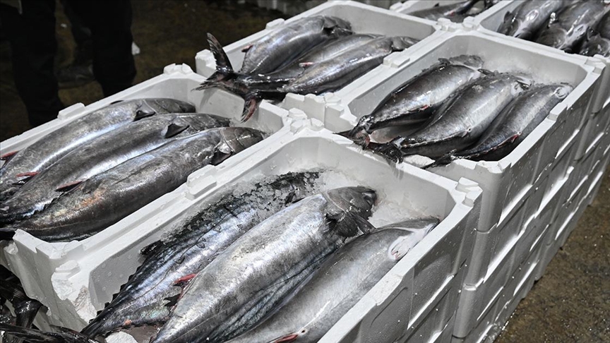 Marmara Denizi'nde torik bolluğu yaşanıyor