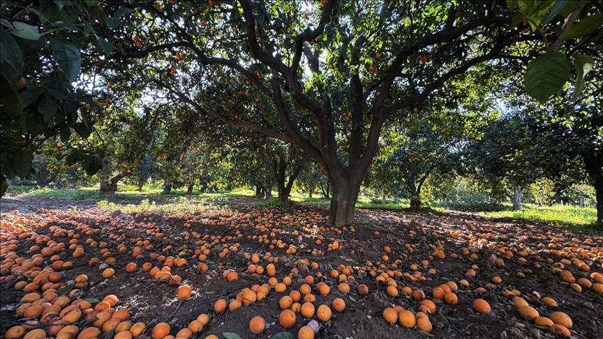 شتاء أنطاليا يلوّن "طريق النارنج" بالبرتقالي
